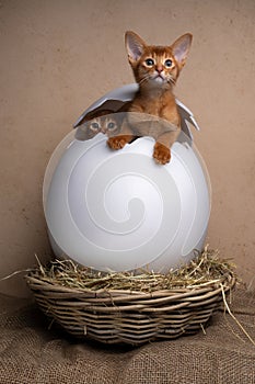 cute kittens inside of easter egg