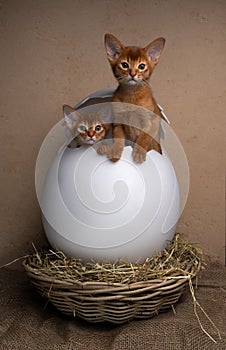 cute kittens inside of easter egg