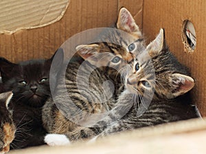 Cute kittens lying together in a cardboard box