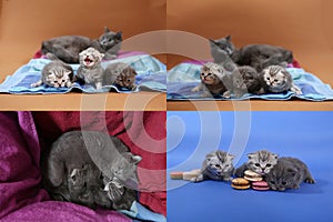 Cute kittens with macarons, multicam, grid 2x2 screens