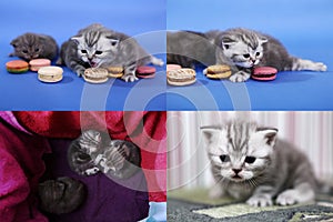 Cute kittens with macarons, multicam, grid 2x2 screens