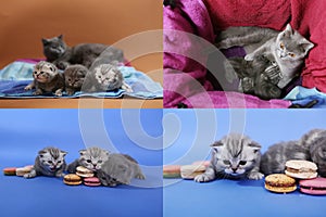 Cute kittens with macarons, multicam, grid 2x2 screens