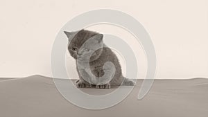 Cute Kittens meowing, grey background, copy space