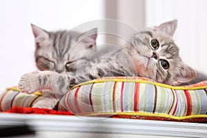 Cute kittens on a pillow