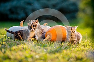Cute kittens play and sit around pumpkins