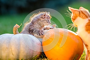 Cute kittens play and sit around pumpkins