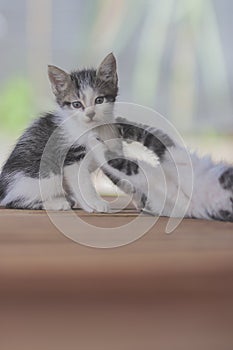 Cute kittens playing with her sibling. Kitten stock photo