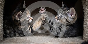 Cute kittens playing together