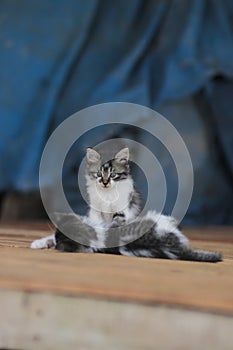 Cute kittens playing together with her sibling.