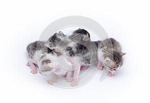 Cute kittens playing on white background