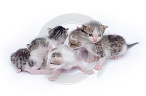 Cute kittens playing on white background