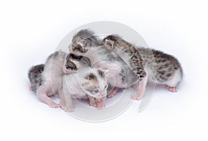 Cute kittens playing on white background