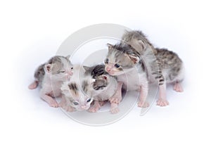 Cute kittens playing on white background