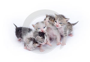 Cute kittens playing on white background