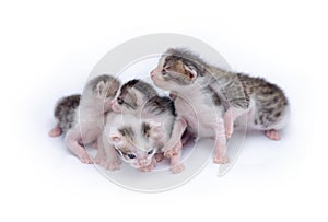 Cute kittens playing on white background