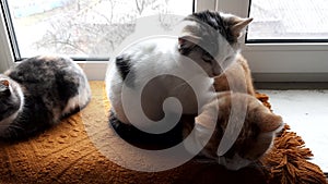 Cute kittens relax a windowsill with a warm blanket