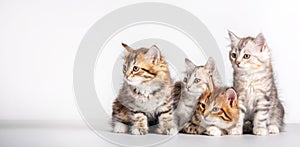 Cute kittens Siberian cat breed looking to copy space on white