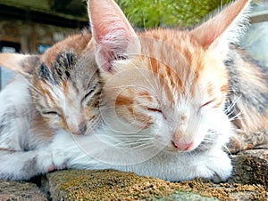 cute kittens, sibling cats