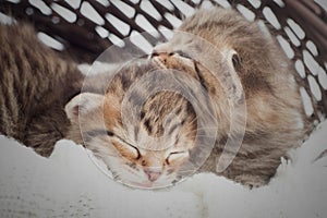 Cute kittens sleeping