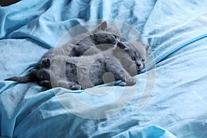 Cute kittens sleeping on a blue sheet