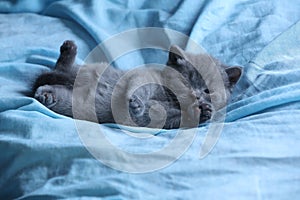 Cute kittens sleeping on a blue soft sheet