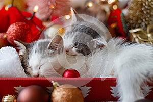 Cute kittens sleeping on santa hat with red and gold ornaments in lights. Cozy winter holidays