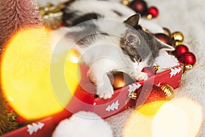 Cute kittens sleeping on santa hat with red and gold ornaments in lights. Cozy winter holidays