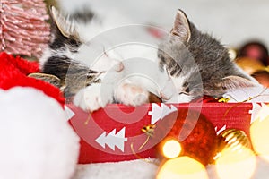 Cute kittens sleeping on santa hat with red and gold ornaments in lights. Cozy winter holidays