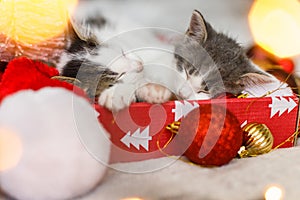 Cute kittens sleeping on santa hat with red and gold ornaments in lights. Cozy winter holidays