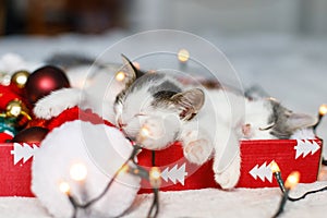 Cute kittens sleeping on santa hat with red and gold ornaments in lights. Cozy winter holidays