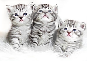 Cute kittens on a white background. Beautiful plush kittens babies with blue eyes.