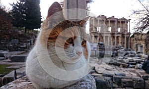A cute kitty in the ancient city of Ephesus