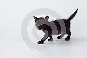 Cute kitty black cat walking on white background