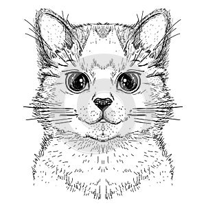 Cute kitty cat, hand drawn graphic sketch illustration of a cat face