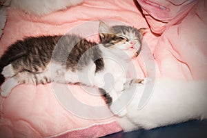Cute kitty cat lying