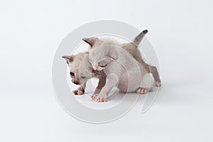 Cute kitty cat playing on white background