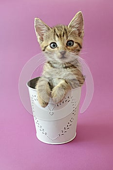 Cute kitty in a cup