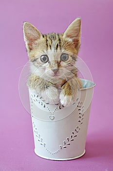 Cute kitty in a cup