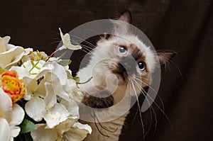 Cute Kitty with flowers