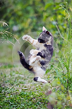 Cute kitty in karate style jump