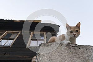 A cute kitty is looking to camera and there is a traditional wooden Turkish House at the background