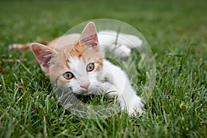 Cute kitty lying on green grass