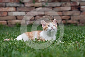 Cute kitty lying on green grass