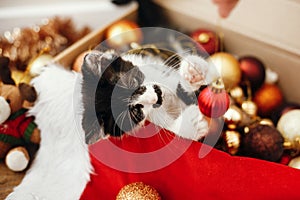 Cute kitty playing with red and gold baubles in box, ornaments a