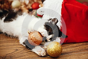 Cute kitty playing with red and gold baubles in box, ornaments a