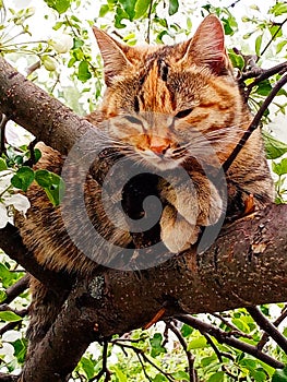 Cute kitty is resting on a spring blossoming apple tree.