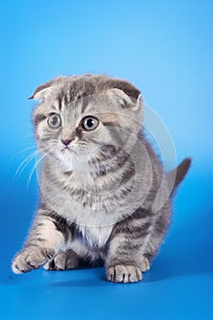 Cute kitty Scottish Fold cat