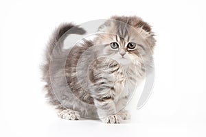 Cute kitty Scottish Fold cat