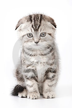 Cute kitty Scottish Fold cat