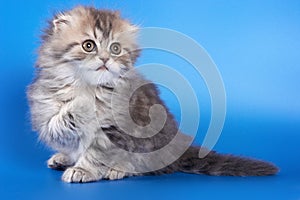 Cute kitty Scottish Fold cat